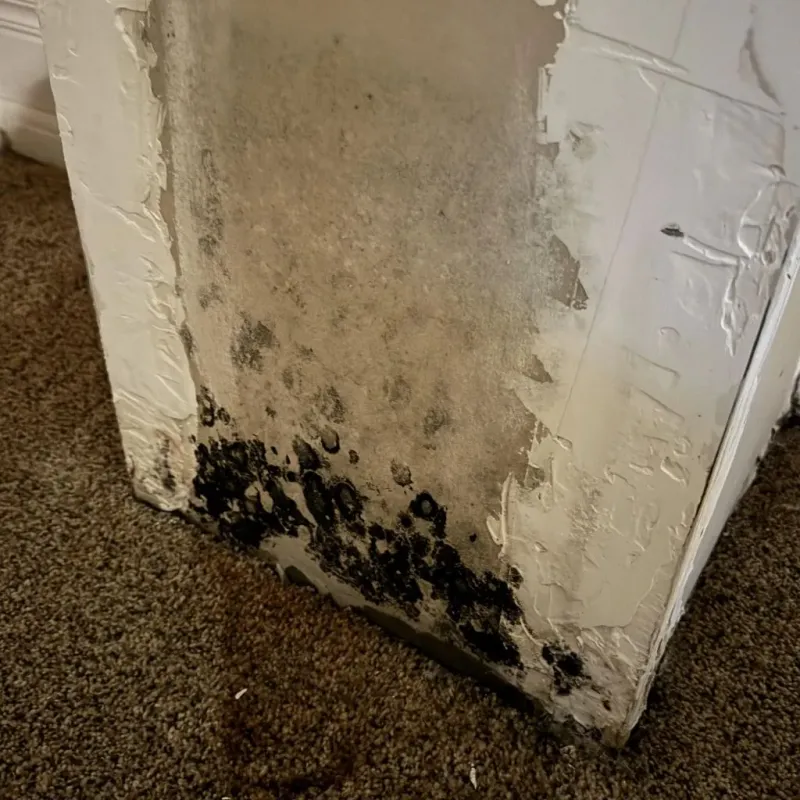Professional Mold Removal in Lane County, KS